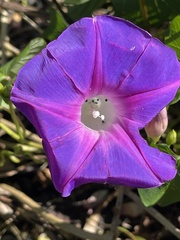 Ipomoea orizabensis