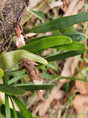 Pyrrosia confluens
