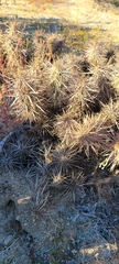 Grusonia kunzei