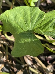 Ipomoea orizabensis