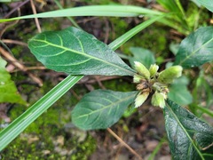 Lepidagathis formosensis