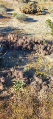 Grusonia kunzei