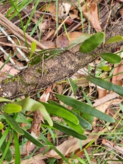 Pyrrosia confluens