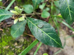 Lepidagathis formosensis