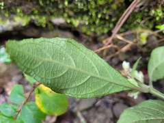 Lepidagathis formosensis