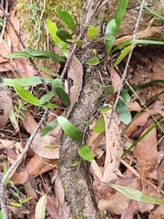 Pyrrosia confluens