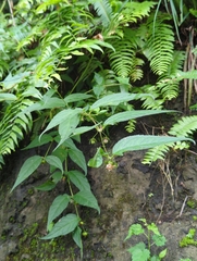 Cyclocodon lancifolius