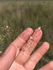 Drymaria leptophylla