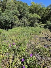 Ipomoea orizabensis