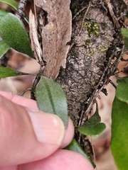 Pyrrosia confluens