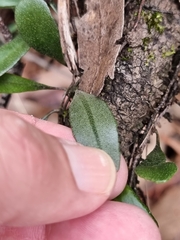 Pyrrosia confluens