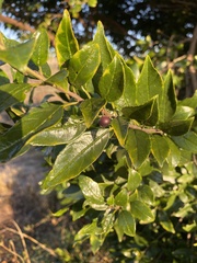 Rhamnus prinoides