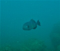 Pseudobalistes naufragium