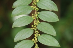 Ziziphus oenopolia