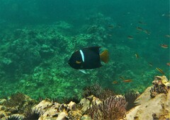 Holacanthus passer