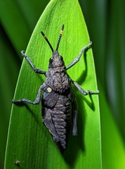 Maura bolivari