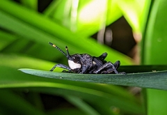 Maura bolivari