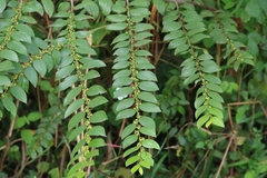 Ziziphus oenopolia