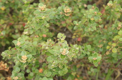 Pomaderris paniculosa