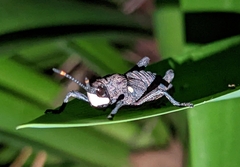 Maura bolivari