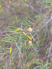 Persoonia nutans