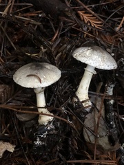 Lepiota atrodisca