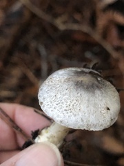 Lepiota atrodisca