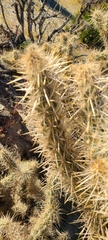 Cylindropuntia fulgida