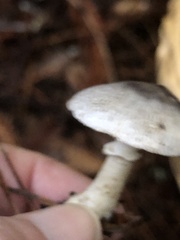 Lepiota atrodisca