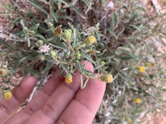 Xanthisma grindelioides