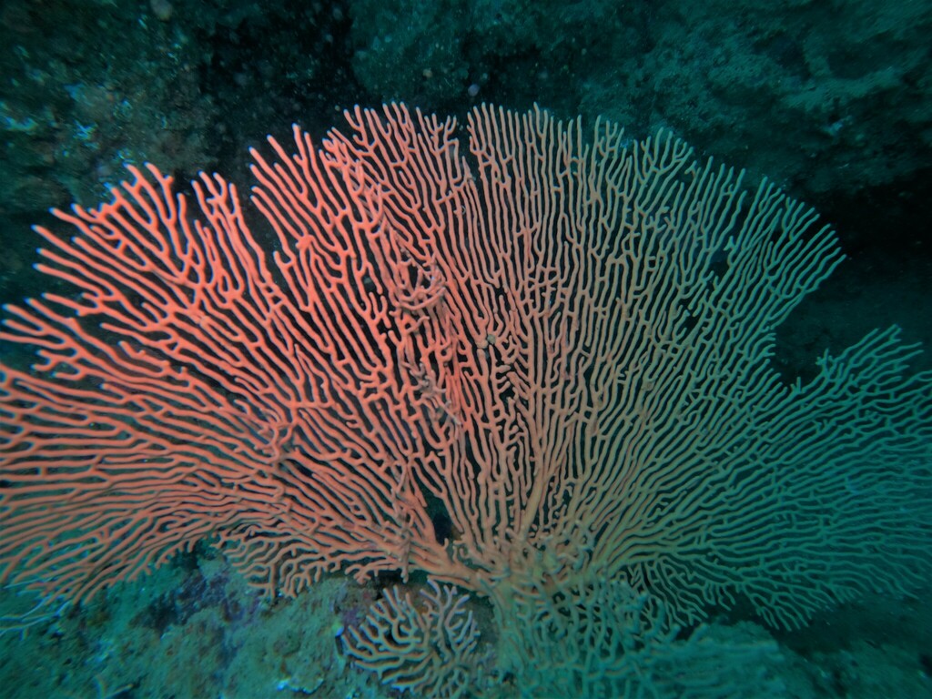 Pacifigorgia stenobrochis