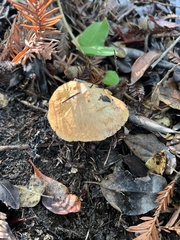 Suillus caerulescens