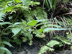 Cyclocodon lancifolius