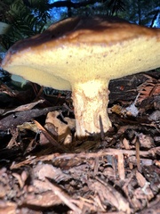 Suillus caerulescens