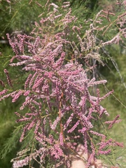 Tamarix chinensis