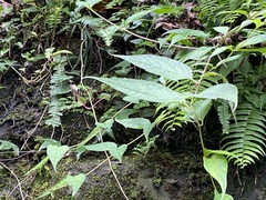 Cyclocodon lancifolius