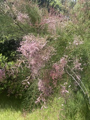 Tamarix chinensis