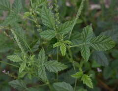 Cullen australasicum