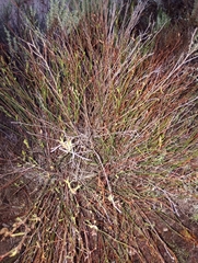 Crocanthemum scoparium
