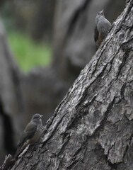 Climacteris picumnus