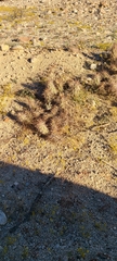 Grusonia kunzei
