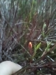 Crocanthemum scoparium