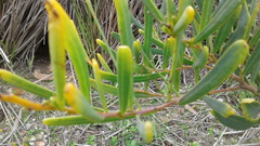 Acacia cupularis