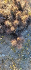 Grusonia kunzei
