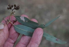 Eucalyptus coolabah
