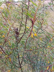 Persoonia nutans