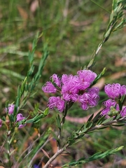 Melaleuca thymifolia