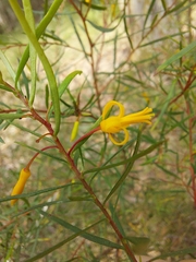 Persoonia nutans