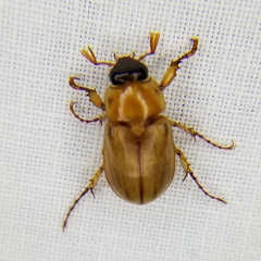 Cyclocephala lurida