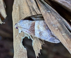Poaphilini